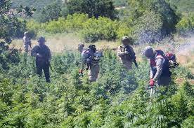 Turkey destroys 30,000 marijuana plants: report