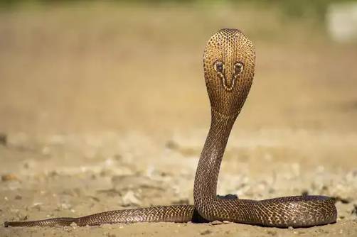 Villagers kill Indian cobra in Zafarwal