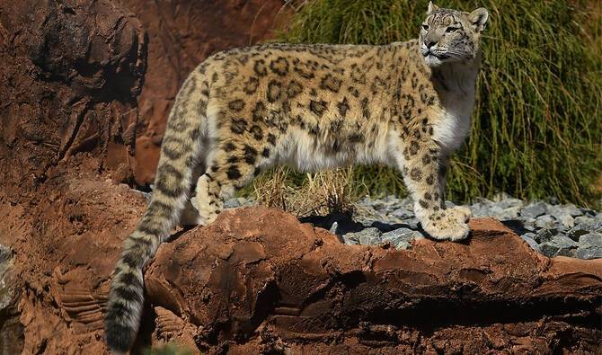 WWF opposes transfer of Pakistan's snow leopards to Russia