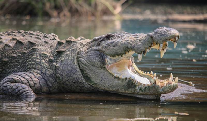 Crocodile devours farmer whole in India's Narayanpet district