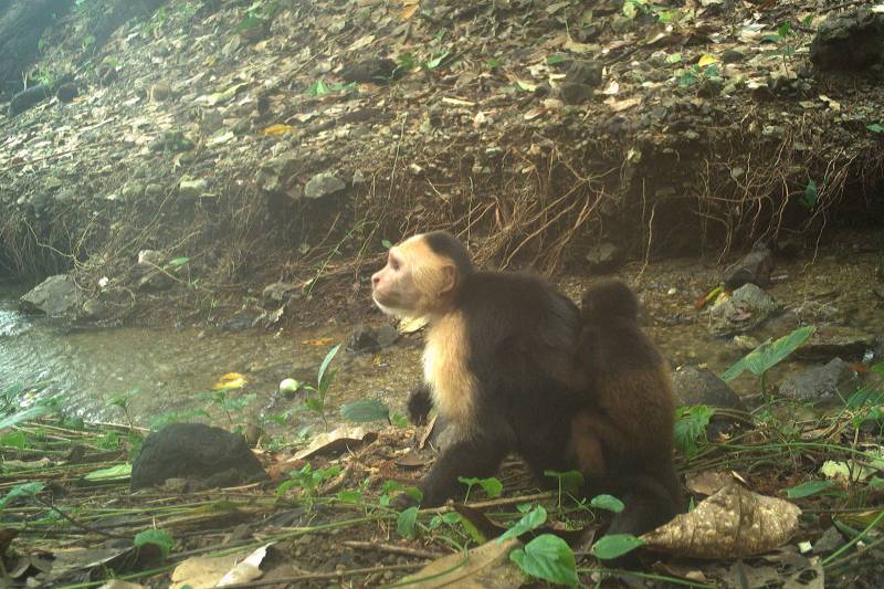 Monkeys kidnap babies of another species in weird 'fad'