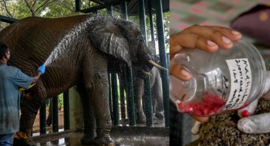 Karachi elephants take 400 pills a day to survive