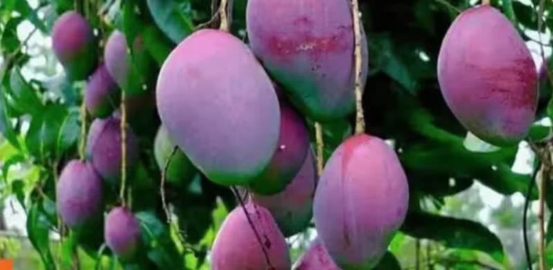 Miyazaki Mango, world's most expensive fruit