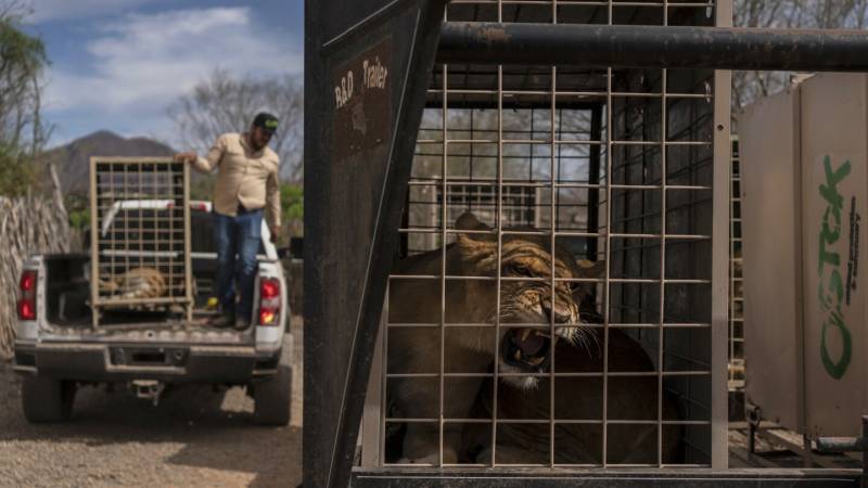 Mexican cartel turf war forces evacuation of exotic animals