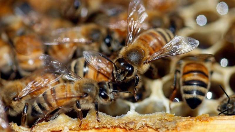  Global honeybee population faces alarming decline 