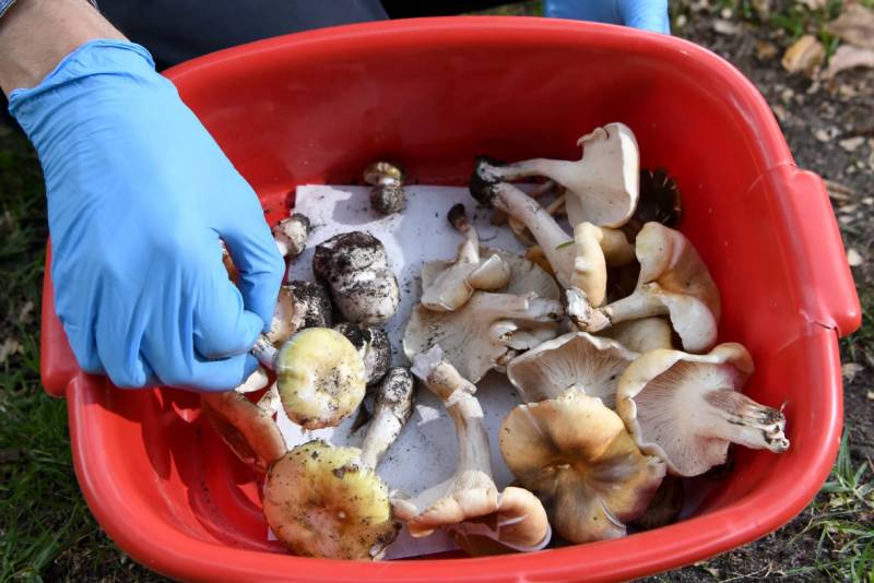 Three guests die after toxic mushrooms lunch in Australia
