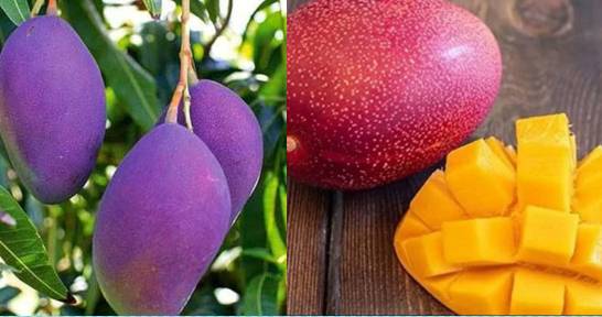 World's most expensive purple mango now cultivated in Karachi