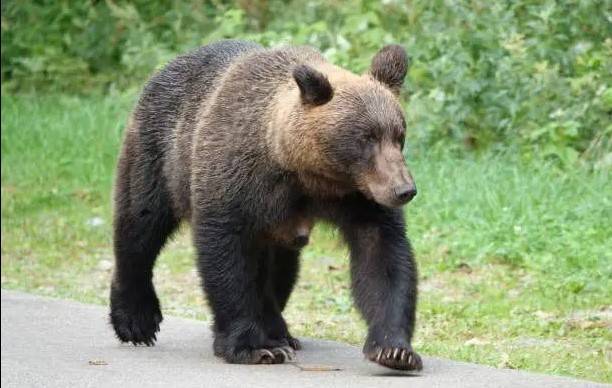 Japan golf event ended after bear sighting