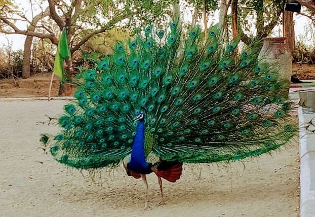 Scores of peacocks die due to extreme heat in Tharparkar