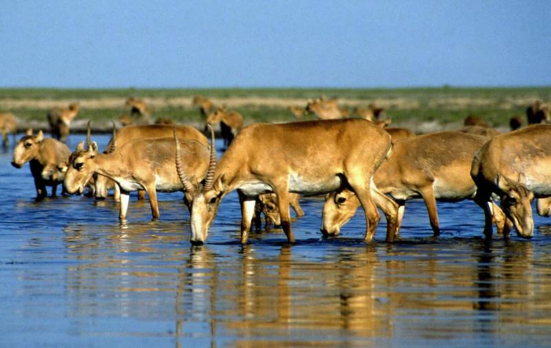 Kazakhstan to allow hunting once endangered antelopes