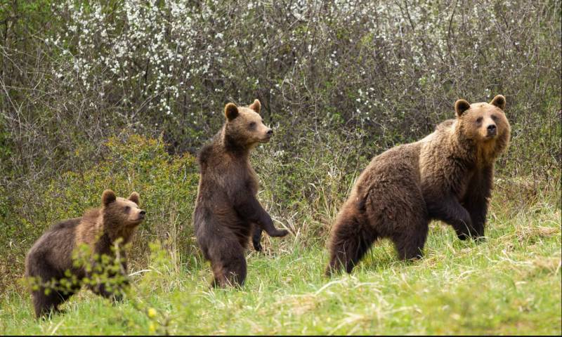 Slovakia allows culled bears to end up on plates