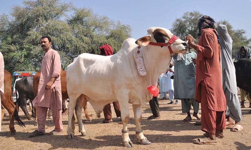 Shehbaz Sharif okays 4 holidays on Eid-ul-Azha