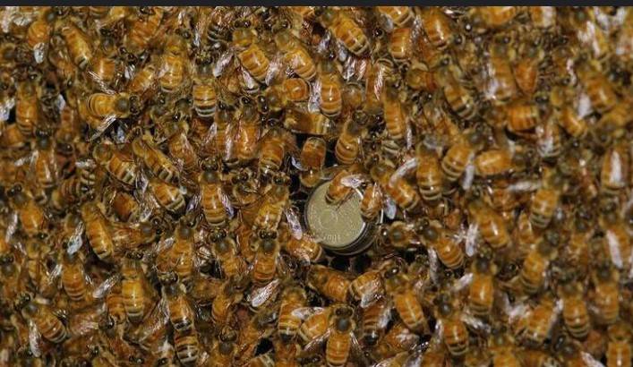 US police warn after 250 million insects escape