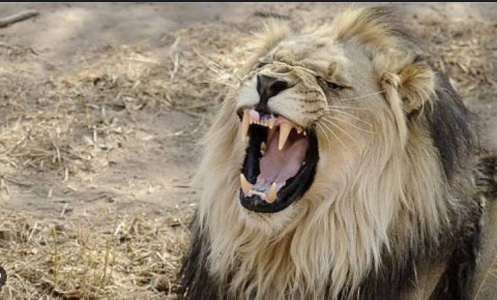 Lion kills man at a safari lodge in Namibia
