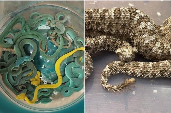 Indian smuggler caught with venomous snakes on plane