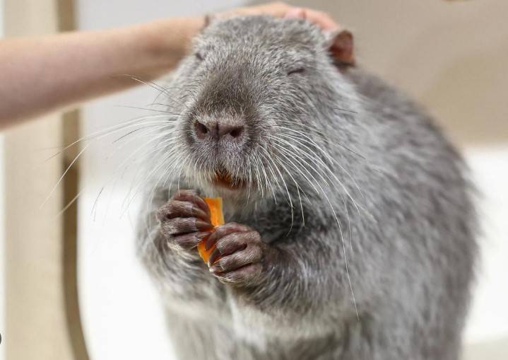 Fugitive capybara caught by China zoo after 2 months on run