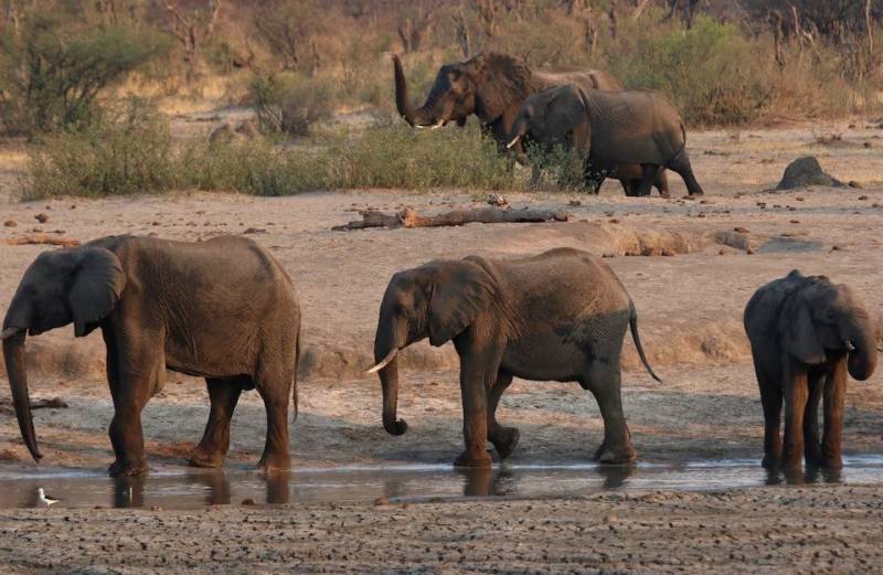 Zimbabwe to slaugh elephants and distribute meat to people