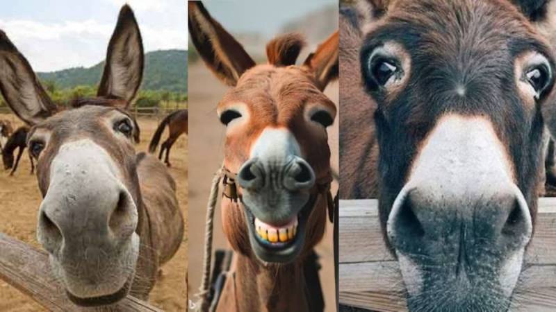 Donkeys on the rise in Pakistan
