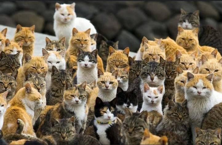 Around 100 dead cats found at Japan woman's home