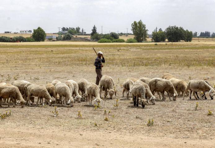 Morocco set for sheepless Eid as drought persists
