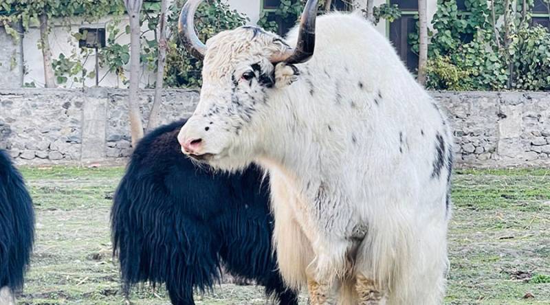 Faithful brings 3 rare yaks for eid sacrifice, draws public fascination in Faisalabad 