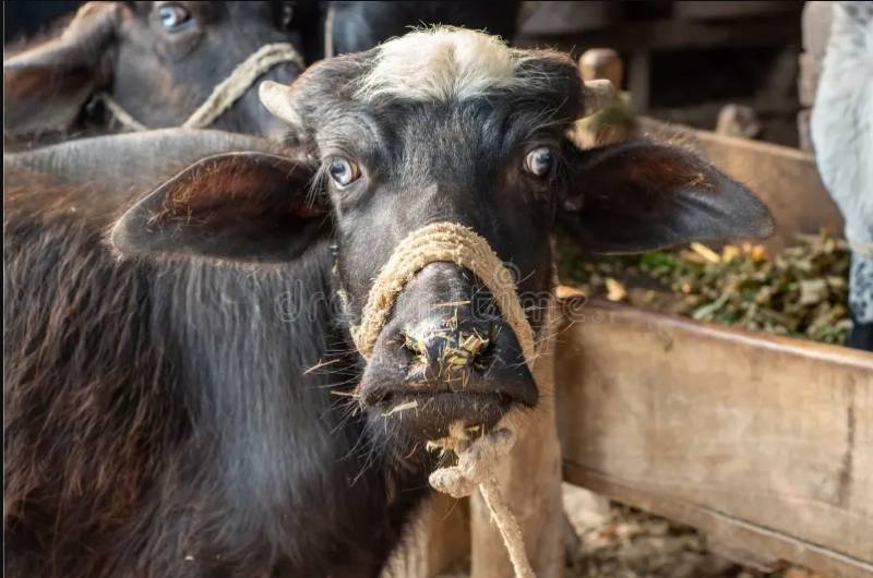 Buffalo theft feud turns deadly again on Eid day as three killed in Sukkur 