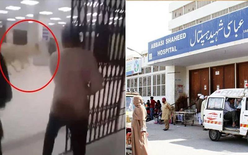 Bull storms Karachi hospital's emergency ward