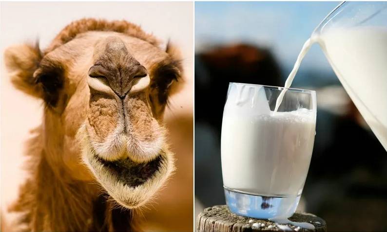 In Tunisia's arid south, camel milk offers hope for economic gain