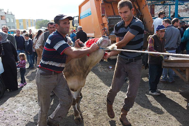 14,372 people injured in Turkiye during Eid animal sacrifice