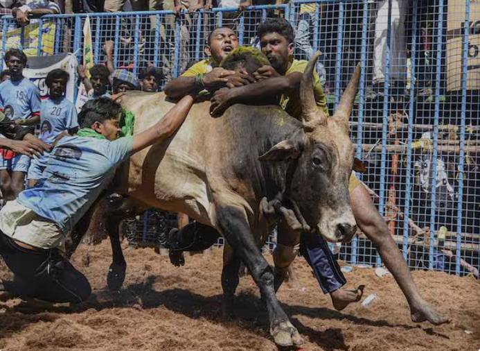Several injured as bull goes wild in Haripur