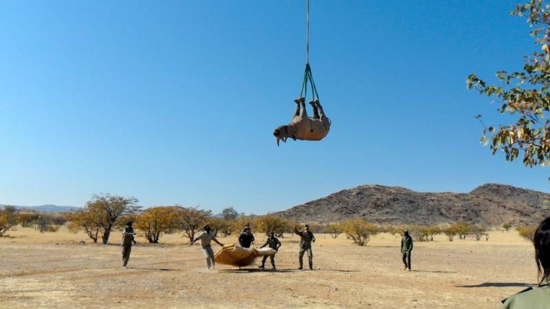 How to move a rhino