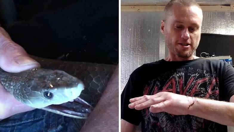 Man who let snakes bite him 200 times spurs new antivenom hope
