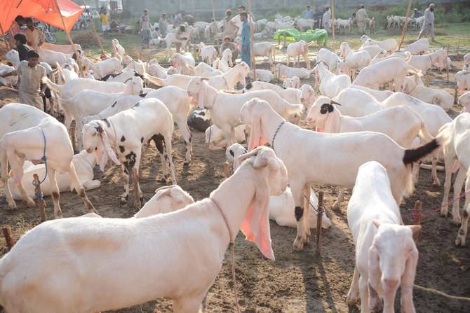 Punjab sees sale of over 1.1 million sacrificial animals during Eid-ul-Adha