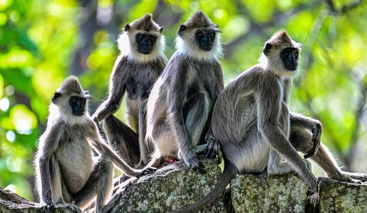 Monkey business delays Sri Lanka's wildlife survey