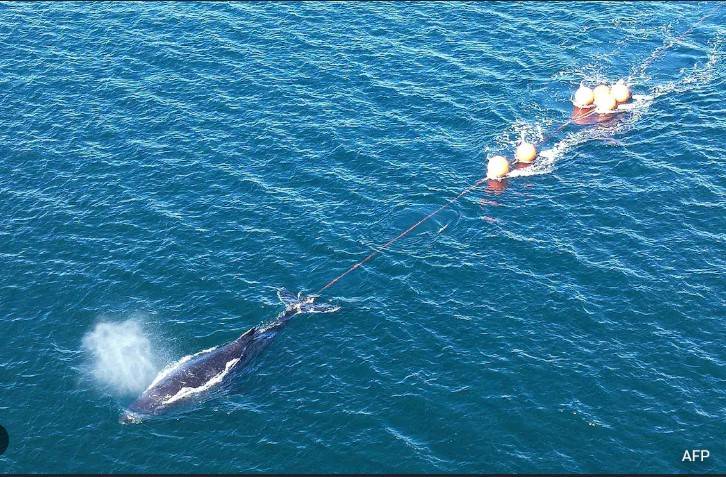 Tangled humpback whale sparks rescue mission off Australia