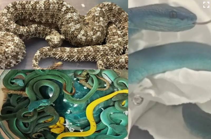 Snakes on a plane highlight Thailand-India trafficking: NGO