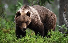 Hiker dies in Greece bear encounter