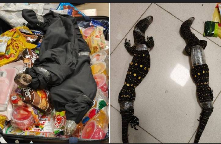 Indian smuggler stopped with possums, lizards, tarantulas
