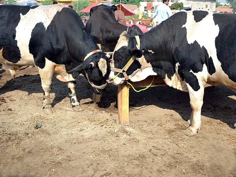 Sindh govt approves recruitment of 126 veterinary research officers via SPSC