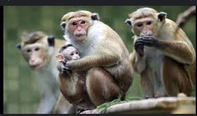 Sri Lanka counts seven million crop-busting monkeys