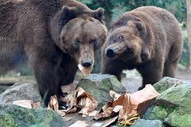 Electric fences, drones, dogs protect G7 leaders from bear attack