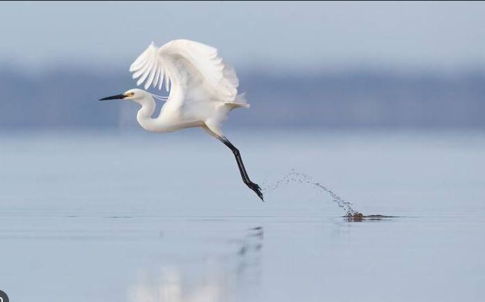 Scientists track egret's 38-hour flight from Australia to PNG