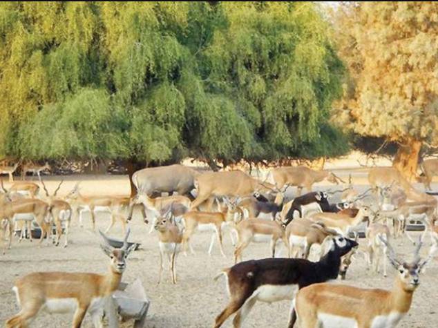Rs10b earmarked for Wildlife Department in the budget 2025–26
