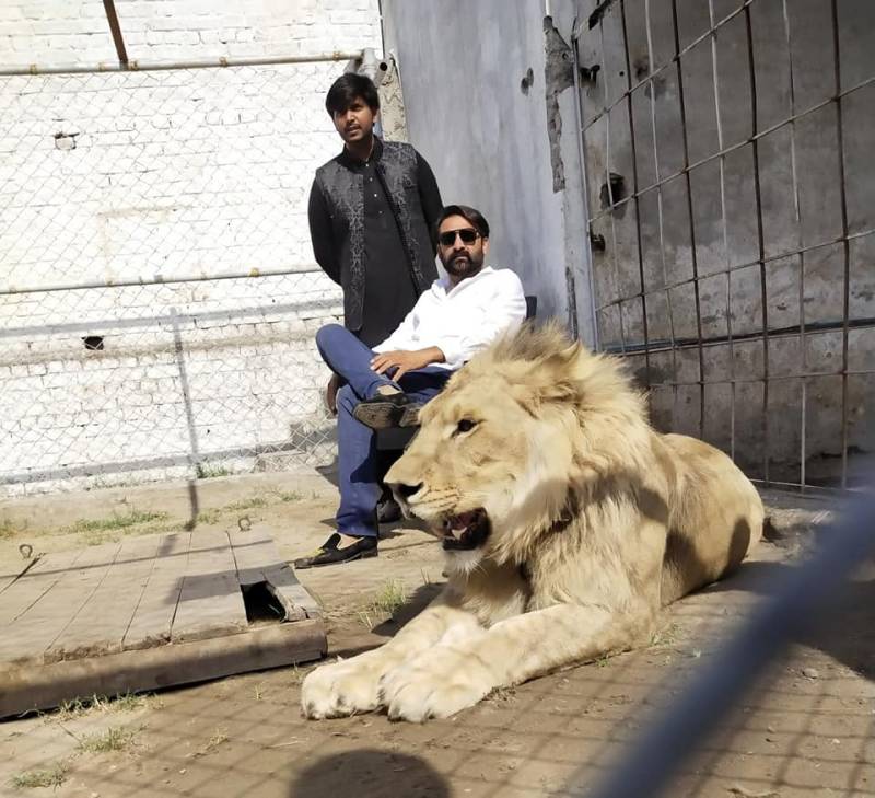 LHC expresses dismay for not increasing fine, punishment for keeping lions at homes in residential areas
