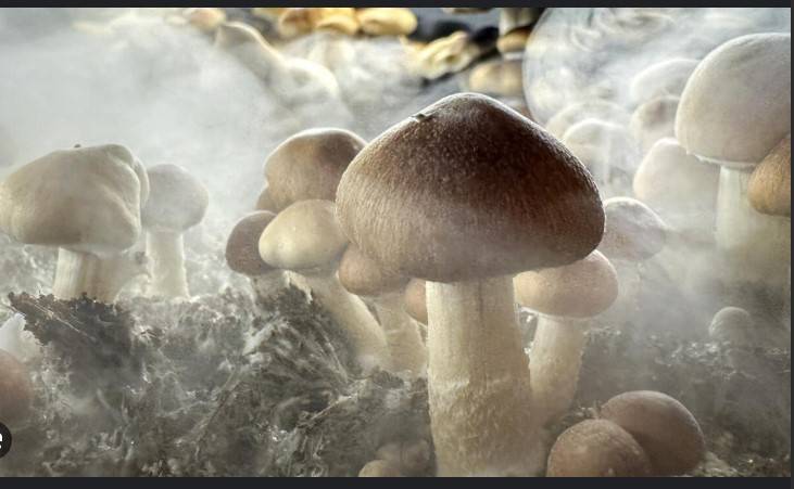 New Zealand approves medicinal use of 'magic mushrooms'