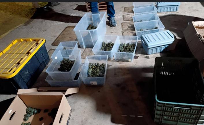 Mexican authorities rescue 3,400 trafficked baby turtles