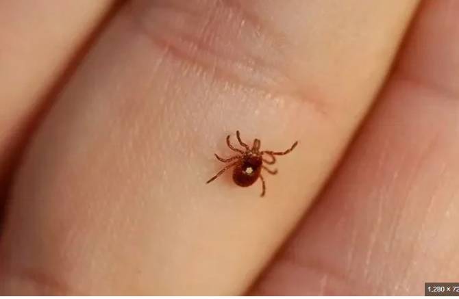 Two more people die from Congo virus in Karachi 