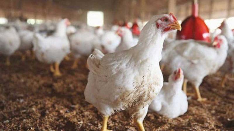 Chicken to go more expensive as govt okays Rs36b more taxes to meet IMF demands
