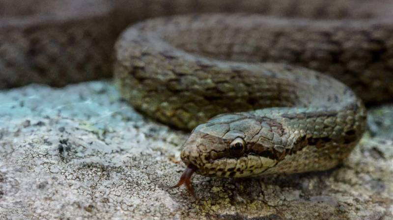 Giant python caught in Narowal home