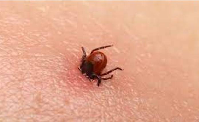 Screening of eight patients of Congovirus completed